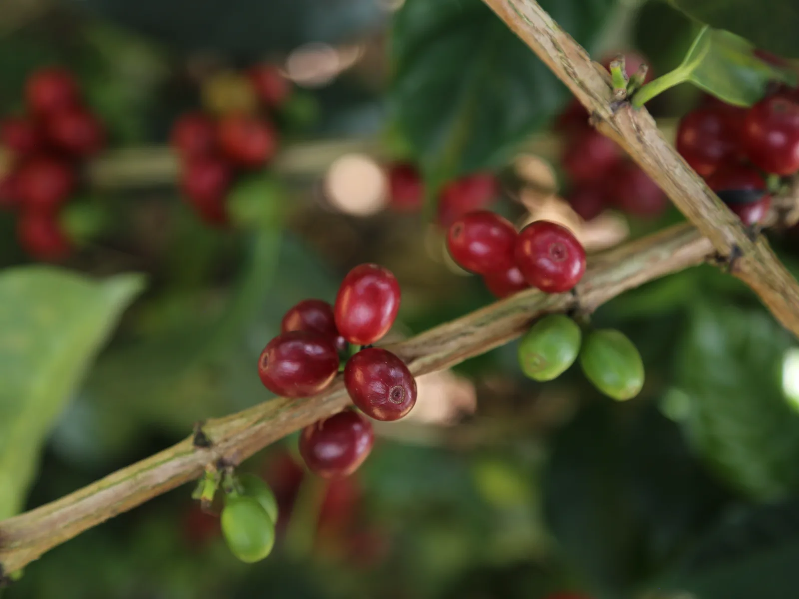 Granja La Esperanza | Java Natural